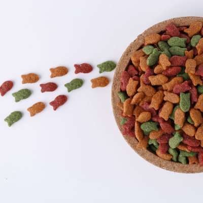 Factory Price Cat Dry Food Product for Thailand